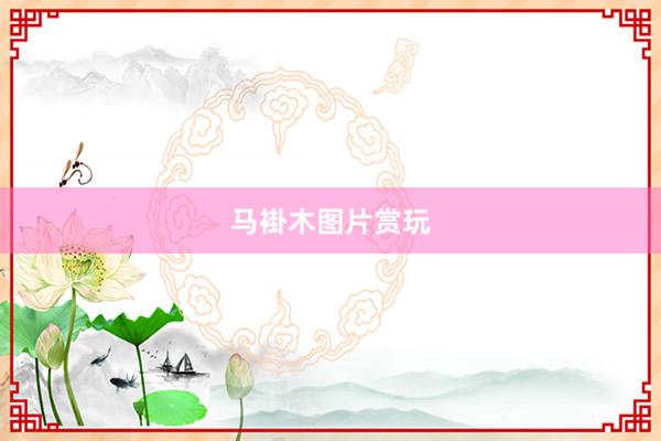 马褂木图片赏玩